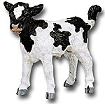 Holstein Calf 2327.jpg